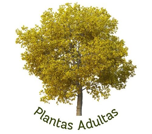 Plantas Adultas